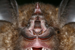 Rhinolophus affinis