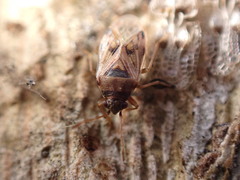 Hyalochilus ovatulus