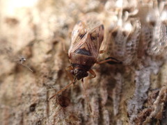 Hyalochilus ovatulus