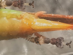 Paralobaspis