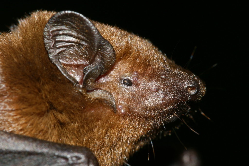 Blanford's Bat