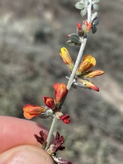 Acmispon distichus