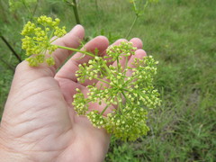 Polytaenia nuttallii