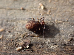 Ptenothrix italica