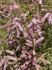 Tamarix hohenackeri