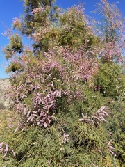 Tamarix hohenackeri