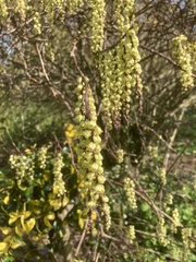 Stachyurus