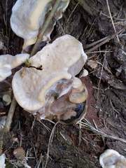 Fomitopsis durescens