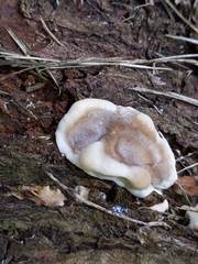 Fomitopsis durescens