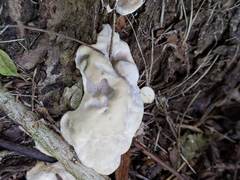 Fomitopsis durescens