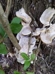 Fomitopsis durescens