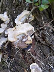 Fomitopsis durescens