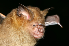 Hipposideros larvatus