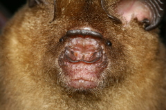 Hipposideros larvatus