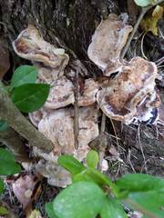 Fomitopsis durescens