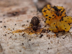 Ptenothrix italica