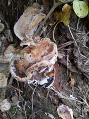 Fomitopsis durescens