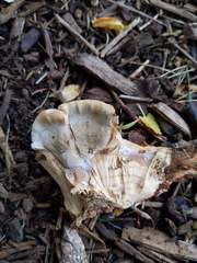 Fomitopsis durescens