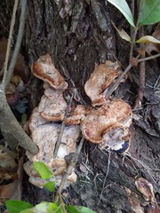 Fomitopsis durescens