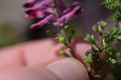 Fumaria officinalis officinalis
