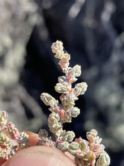 Atriplex julacea