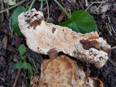 Fomitopsis durescens