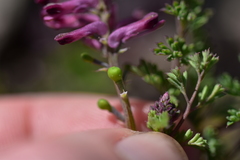 Fumaria officinalis officinalis