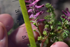 Fumaria officinalis officinalis