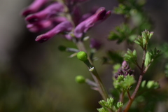 Fumaria officinalis officinalis
