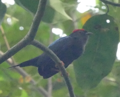 Chiroxiphia lanceolata