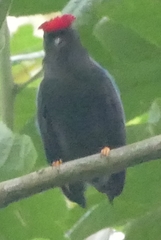 Chiroxiphia lanceolata