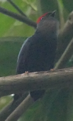 Chiroxiphia lanceolata