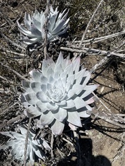 Dudleya anthonyi