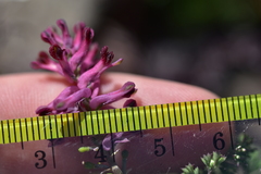 Fumaria officinalis officinalis