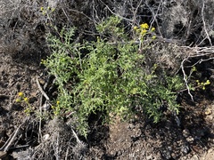 Senecio lyonii