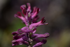 Fumaria officinalis officinalis