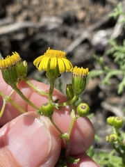Senecio lyonii