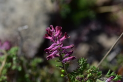Fumaria officinalis officinalis