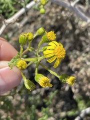 Senecio lyonii