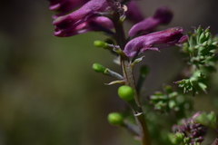 Fumaria officinalis officinalis