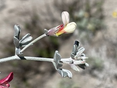 Lotus bryantii