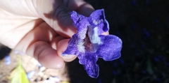 Jacaranda copaia