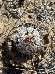 Mammillaria hutchisoniana louisae