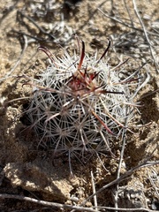 Mammillaria hutchisoniana louisae