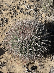 Ferocactus fordii