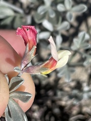 Lotus bryantii
