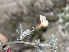 Lotus bryantii
