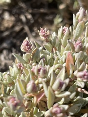 Atriplex watsonii