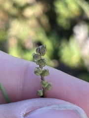 Triglochin concinna concinna