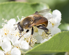Polydontomyia curvipes